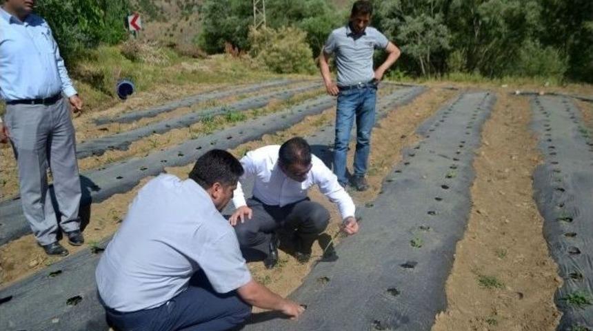 Hizan&rsquo;da &Ccedil;ilek Yetiştiriciliği Yaygınlaştırılacak
