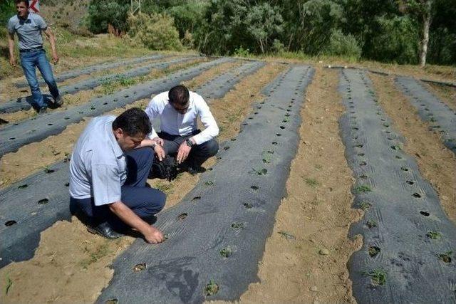 Hizan’da Çilek Yetiştiriciliği Yaygınlaştırılacak