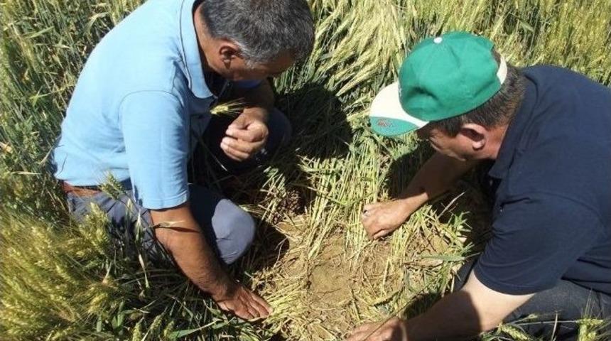 Aksaray&rsquo;da S&uuml;ne M&uuml;cadelesi &Ccedil;alışmaları