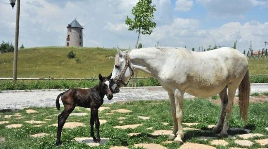 Altınk&ouml;y&rsquo;&uuml;n Bir Tayı Daha Oldu