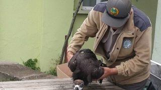 Yaralı Kara Akbaba Koruma Altına Alındı