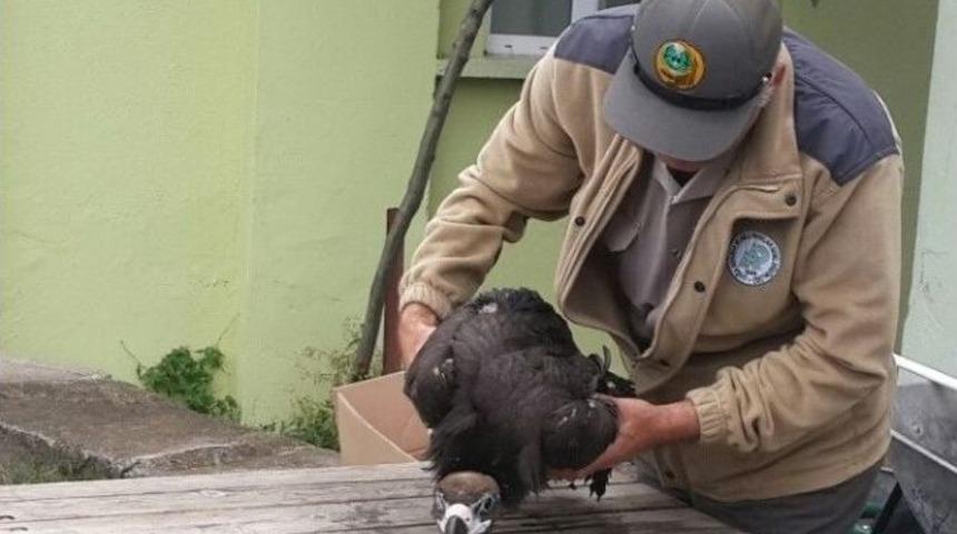 Yaralı Kara Akbaba Koruma Altına Alındı