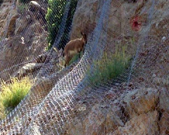 Artvin'de Yaban Keçisi Çelik Tel Örgünün Arkasında Mahsur Kaldı