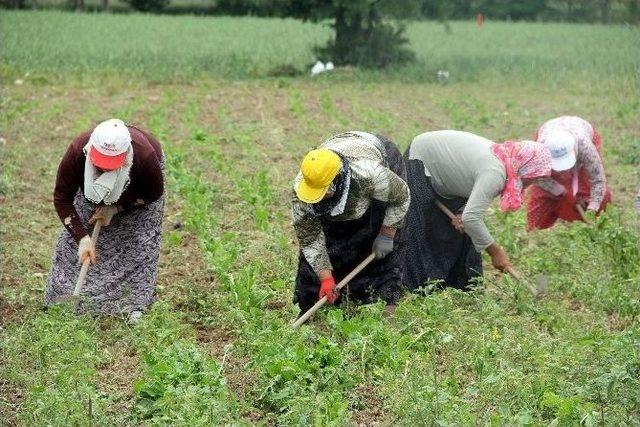 Zmo Genel Başkanı Güngör: “aşırı Yağışlar Tarım Ürünlerini Olumsuz Etkiledi”