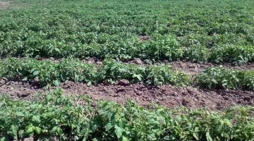 Manyas&rsquo;taki Domateslerde Mildiy&ouml; Hastalığı G&ouml;r&uuml;ld&uuml;