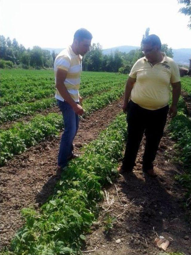 Manyas’taki Domateslerde Mildiyö Hastalığı Görüldü