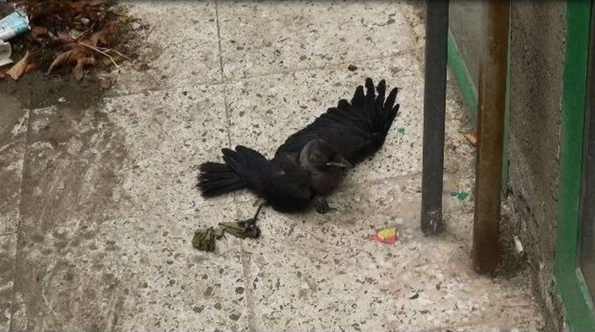 &Ccedil;atıda Mahsur Kalan Kargayı İtfaiye Kurtardı