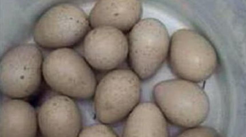 Yakaladığı Kekliğin Fotoğrafını Paylaştı, 5 Bin Lira Ceza Kesildi