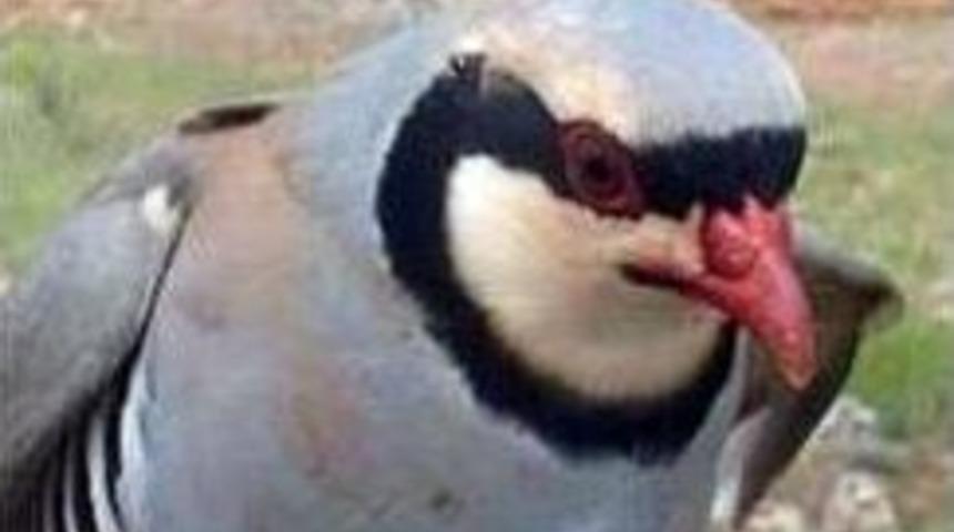 Yakaladığı Kekliği Satışa &Ccedil;ıkarınca 5 Bin Tl Ceza Yedi