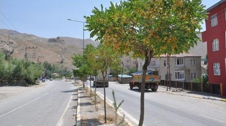 Hakkari&rsquo;de Ağa&ccedil;lar G&ouml;z G&ouml;re G&ouml;re Koruyor