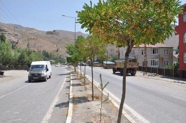 Hakkari’de Ağaçlar Göz Göre Göre Koruyor