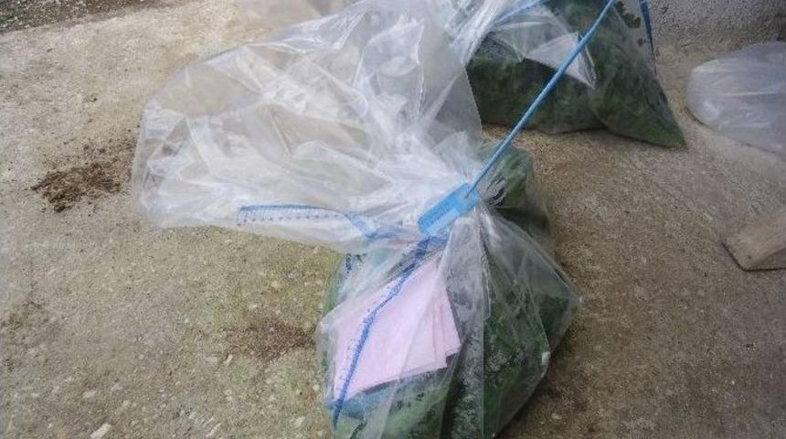 Taze Meyve Ve Sebzelerde Hasat &Ouml;ncesi Zirai İla&ccedil; Denetimi