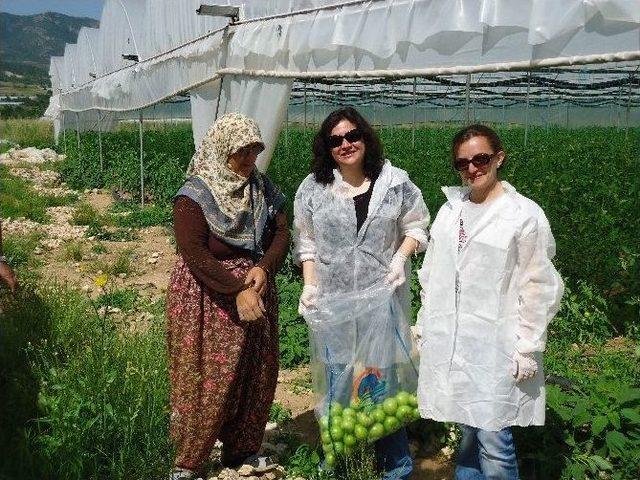 Taze Meyve Ve Sebzelerde Hasat Öncesi Zirai İlaç Denetimi