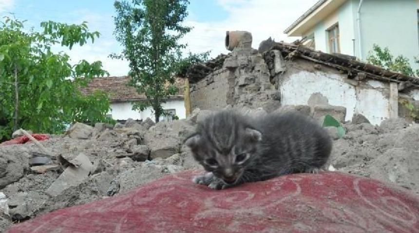Ev Yandı, Yaşlı &Ccedil;ift Ve Yavru Kedileri Kurtarıldı