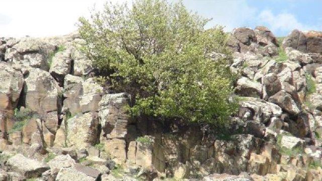Kayalıklar Arasında Kayısı Ağacı 1
