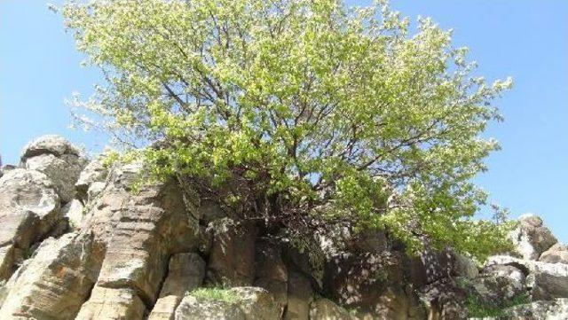 Kayalıklar Arasında Kayısı Ağacı 2