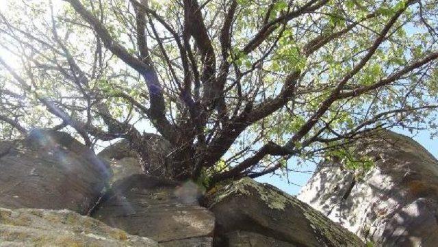 Kayalıklar Arasında Kayısı Ağacı 3