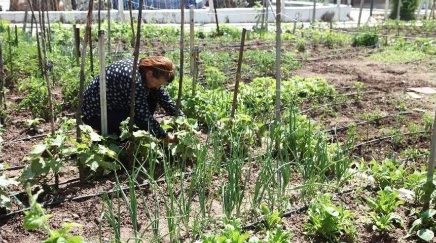 Organik İftariyelikler Hobi Bah&ccedil;elerinden
