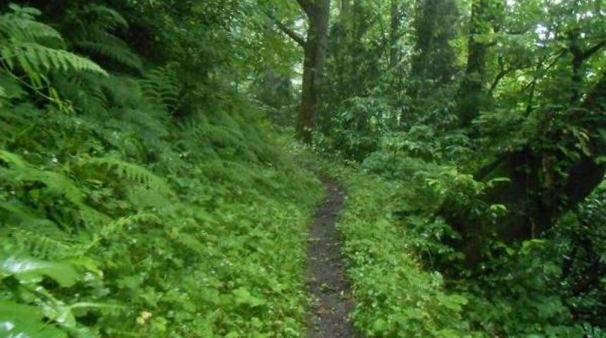 Tema Vakfı: Yeşil Yol Durdurulsun