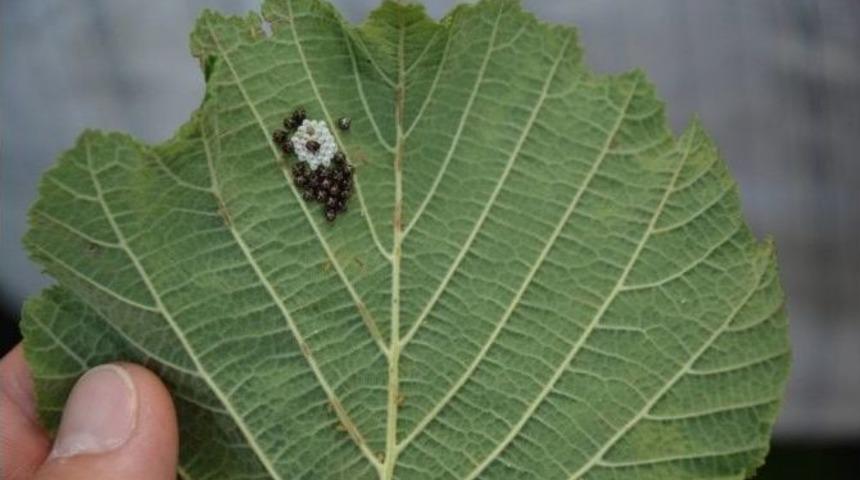 Fındıkta Yeşil Kokarca Tehlikesi