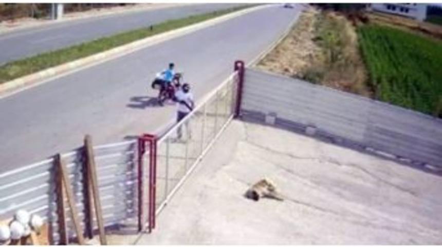 Şehir Magandaları Kendilerine Havlayan K&ouml;peği Pompalı T&uuml;fekle &Ouml;ld&uuml;rd&uuml;