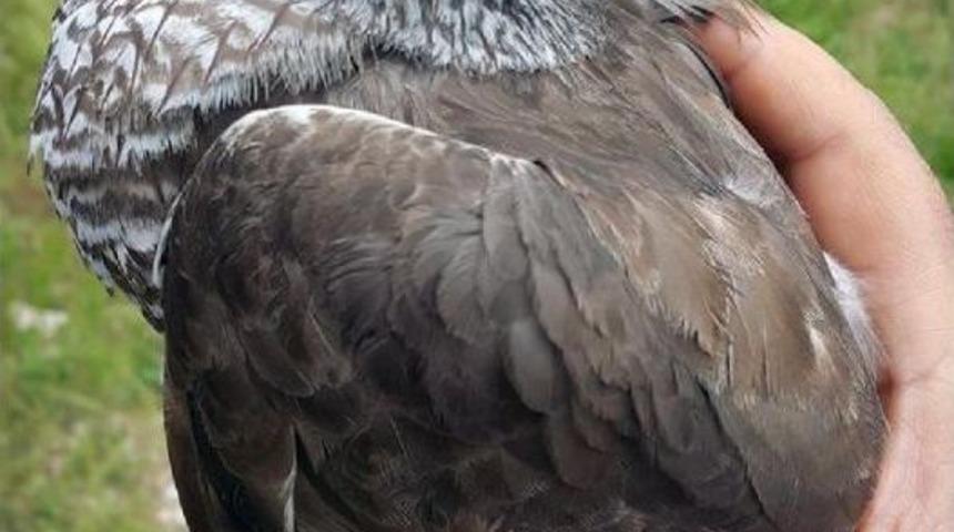 &Ccedil;alılara Sıkışan Yavru Atmacayı Kurtarıp Doğaya Bıraktı