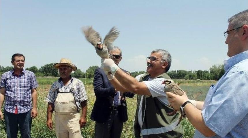 Canlı Mühre Olarak Kullanılan Keklikler Doğaya Bırakıldı