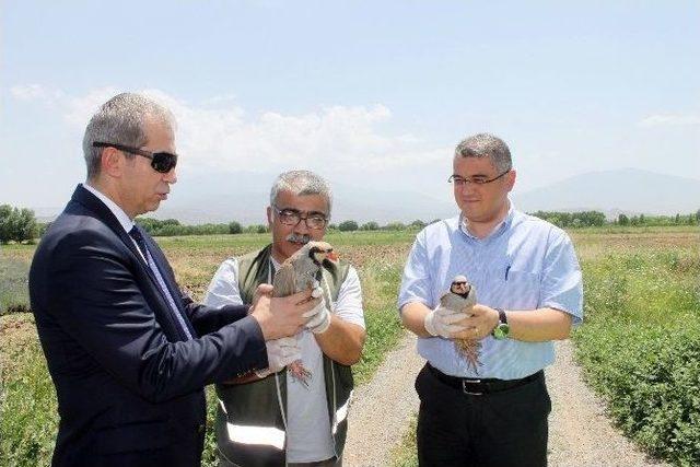 Canlı Mühre Olarak Kullanılan Keklikler Doğaya Bırakıldı