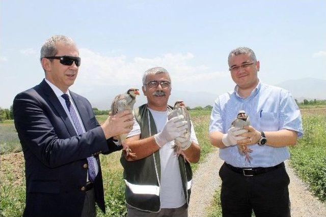 Canlı Mühre Olarak Kullanılan Keklikler Doğaya Bırakıldı