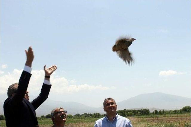 Canlı Mühre Olarak Kullanılan Keklikler Doğaya Bırakıldı