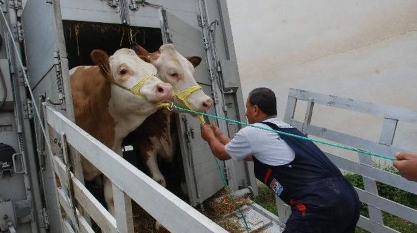 Avusturya&rsquo;dan Tokat&rsquo;a 275 Adet Gebe D&uuml;ve İthal Edildi