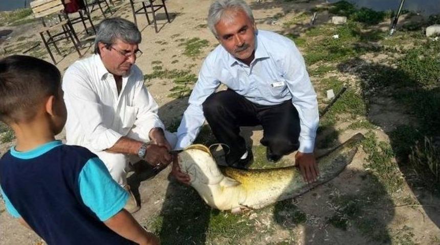 Dev Sazan Balığı G&ouml;renleri Şaşırttı