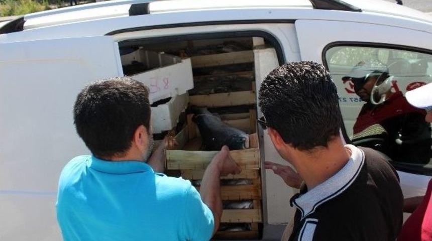 Aydın’da Su Ürünleri Satan 9 İşletmeye Ceza Kesildi