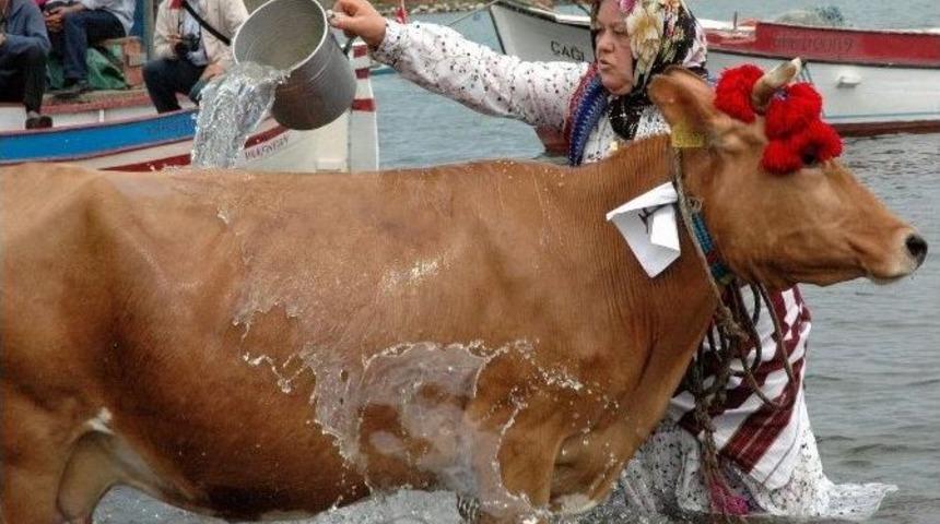 Aşırı Sıcaklar İnekleri De Olumsuz Etkiliyor
