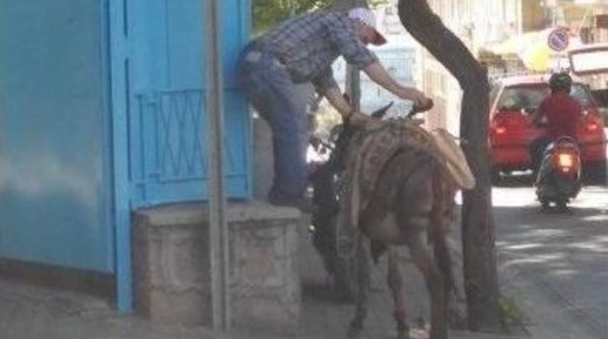 Bu Eşek Resmi Eşek