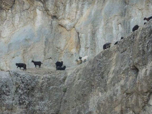 Kahramanmaraş’ta Keçi Kurtarma Operasyonu