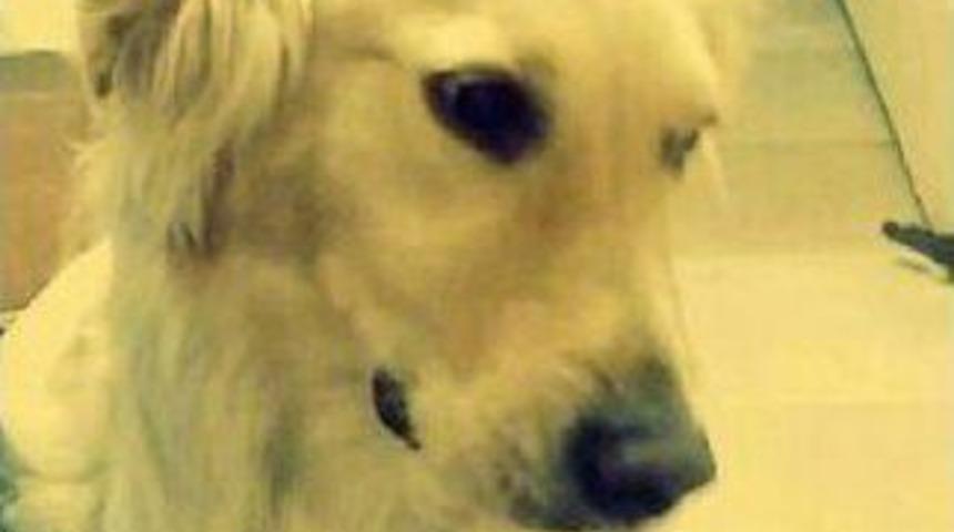 Kayıp K&ouml;peğini El Ilanıyla Arıyor