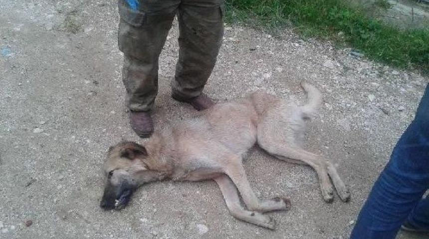 K&ouml;peğin Başına Tencere Ge&ccedil;irdiler