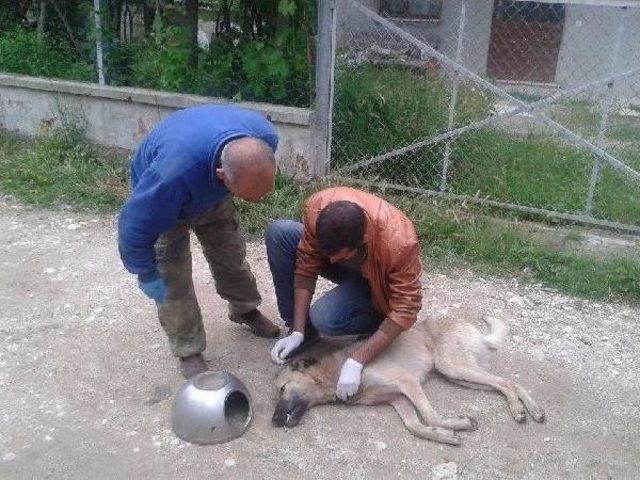 Köpeğin Başına Tencere Geçirdiler