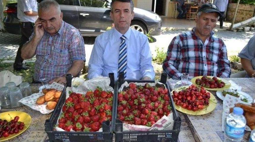 Kırkağa&ccedil;&rsquo;ta Yılın İlk &Ccedil;ileği Hasat Edildi