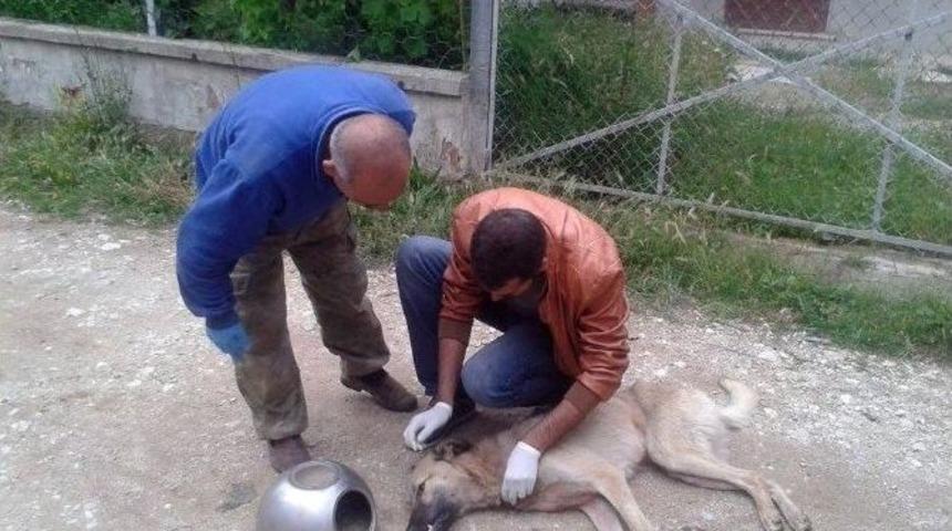 Bolu&rsquo;da K&ouml;peğe &Ccedil;in İşkencesi