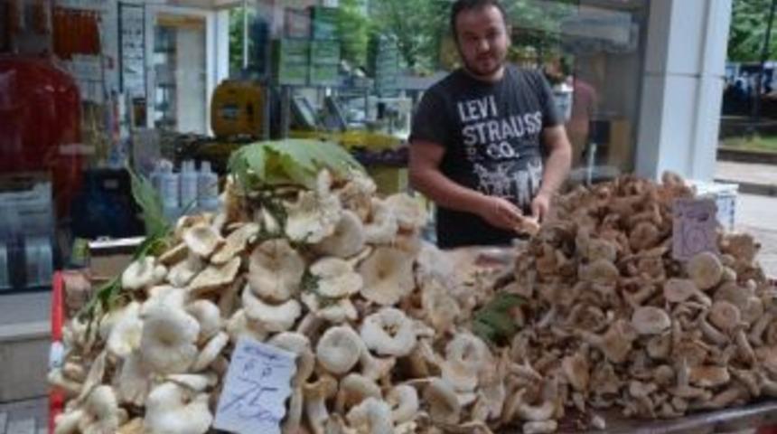 Orman Mantarı Tezgahlarda