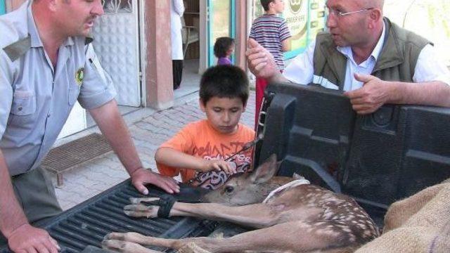 Çoban Köpeklerinin Yaraladığı Yavru Geyik Tedavi Edildi