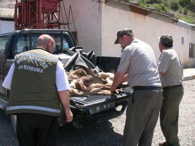 Çoban Köpeklerinin Yaraladığı Yavru Geyik Tedavi Edildi