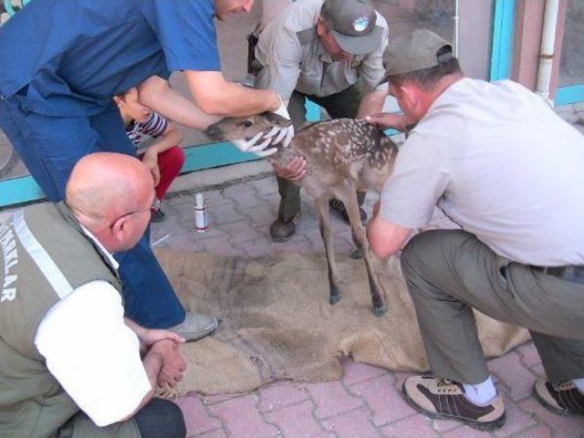 Çoban Köpeklerinin Yaraladığı Yavru Geyik Tedavi Edildi