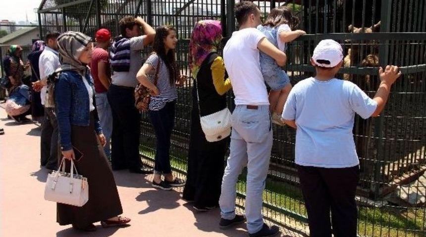 Hayvanat Bah&ccedil;esine Hafta Sonu İlgisi