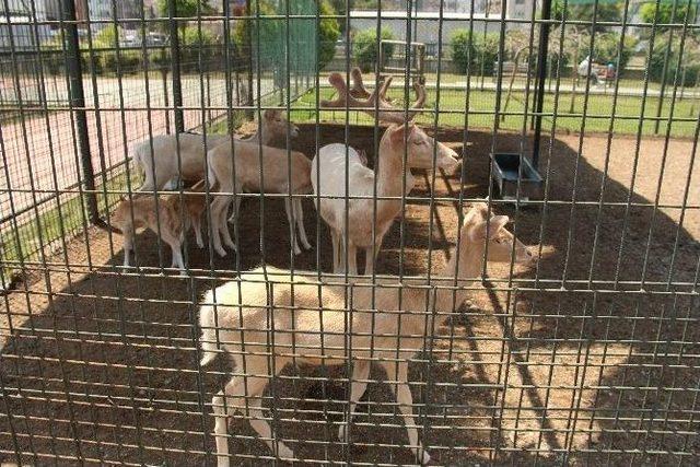 Hayvanat Bahçesine Hafta Sonu İlgisi