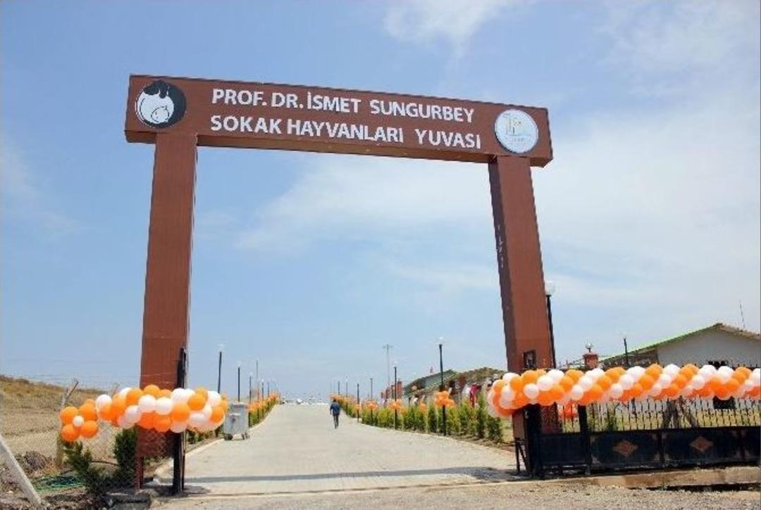 Sokak Hayvanlarına Beş Yıldızlı Yuva A&ccedil;ıldı