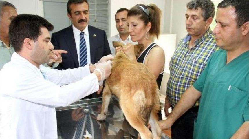 K&ouml;peklere Mikro&ccedil;iple Takip