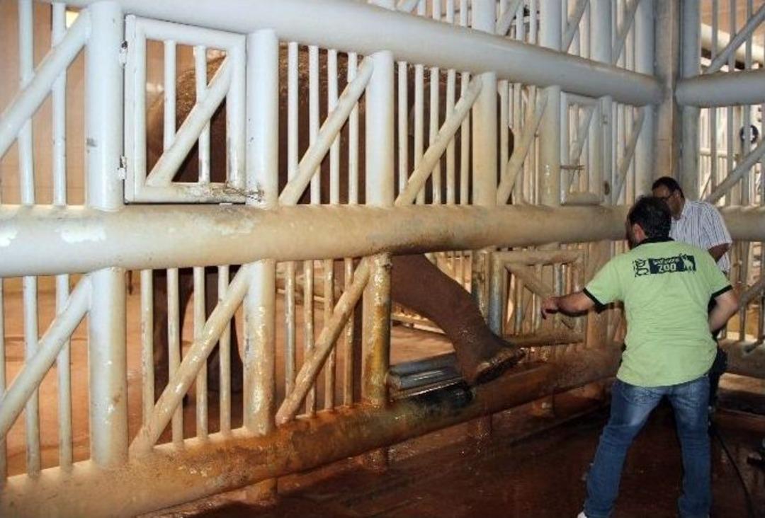 (&ouml;zel Haber) Ayaklarına Bakım Yapılmasını İsteyen Fil Fena &Ouml;fkelendi